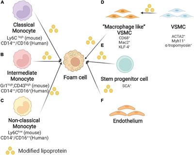 Foam Cells in Atherosclerosis: Novel Insights Into Its Origins, Consequences, and Molecular Mechanisms